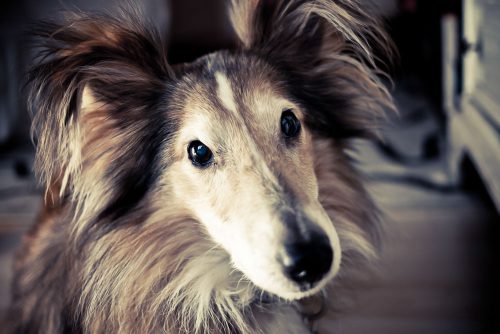 Portrait eines Shetland Sheepdogs mit langem Fell und aufmerksamem Blick in die Kamera.