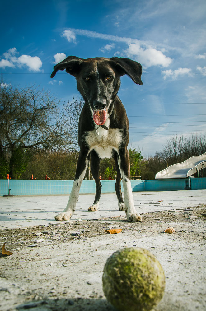 Schwarz-weißer Mischlingshund steht aufmerksam vor einem Tennisball auf einem leeren Freibadgelände.