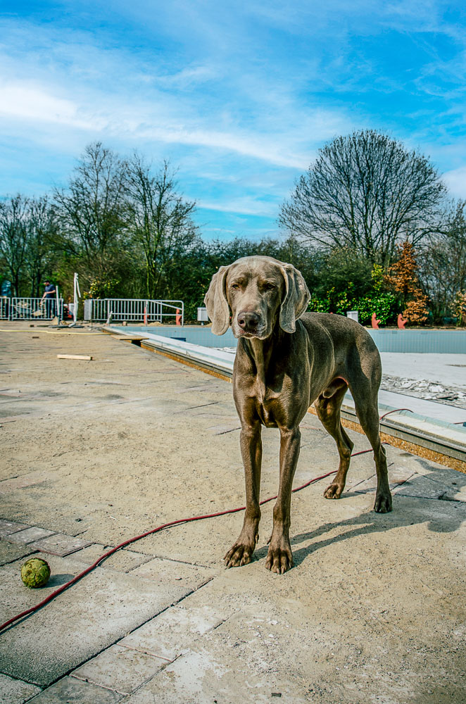 Weimaraner steht aufmerksam auf einer Freifläche neben einem leeren Freibad unter blauem Himmel.