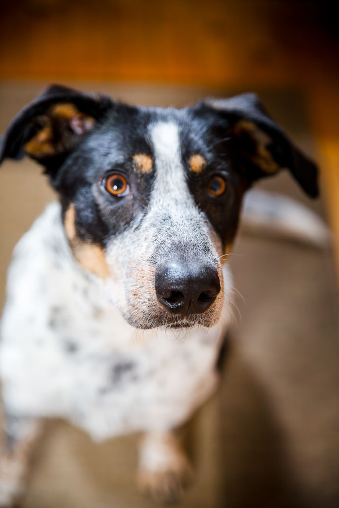 Schwarz-weißer Terrier-Mischling mit braunen Abzeichen blickt aufmerksam in die Kamera.
