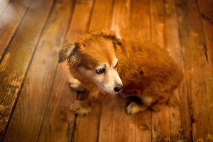 Kleiner brauner Hund namens Chico sitzt auf einem warmen Holzboden und blickt zur Seite.